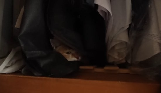 押し入れの中に入ったチャチャ君