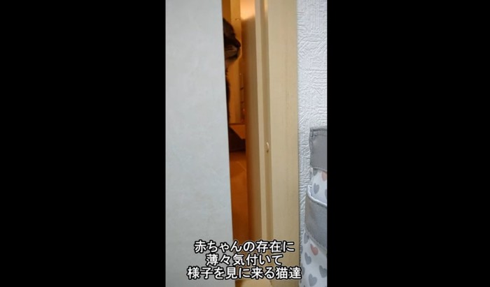 ふすまのすき間から覗く猫
