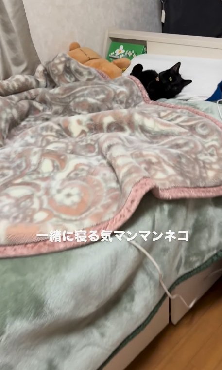 枕を使って寝るみーてぃちゃん