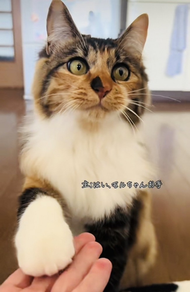 ママにお手する三毛猫