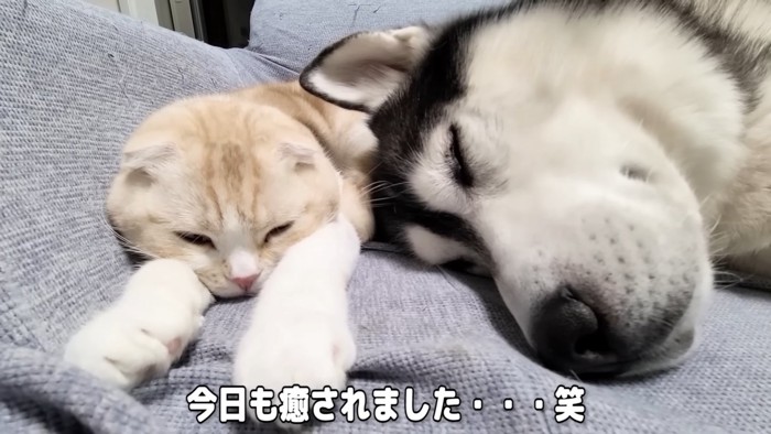 寝ている猫と犬