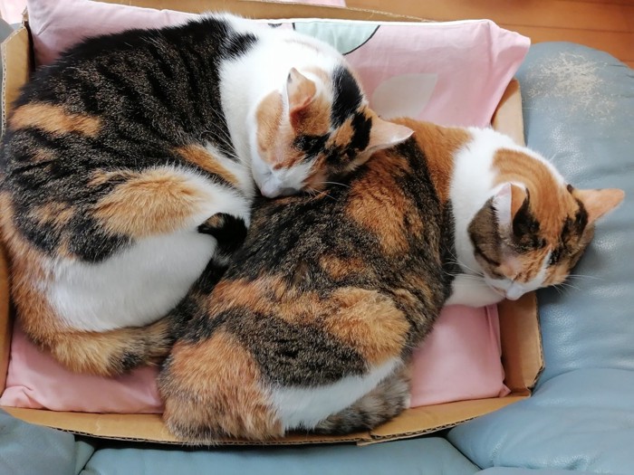 三毛猫姉妹の毛柄が強調されたシンクロ寝