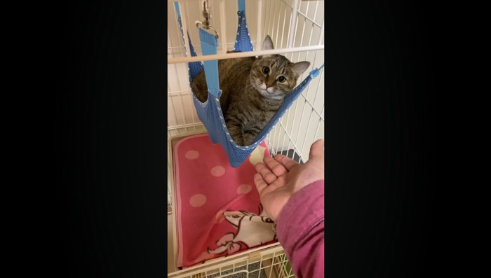 こちらを見つめる猫さん%可愛いお顔にキュン♡