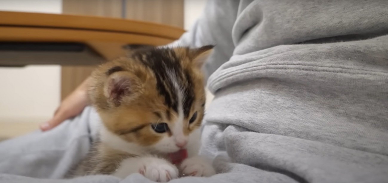 毛づくろいするニコちゃん