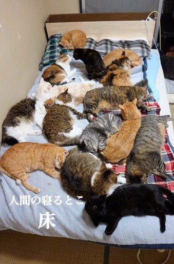 何頭もの猫で埋めつくされた布団