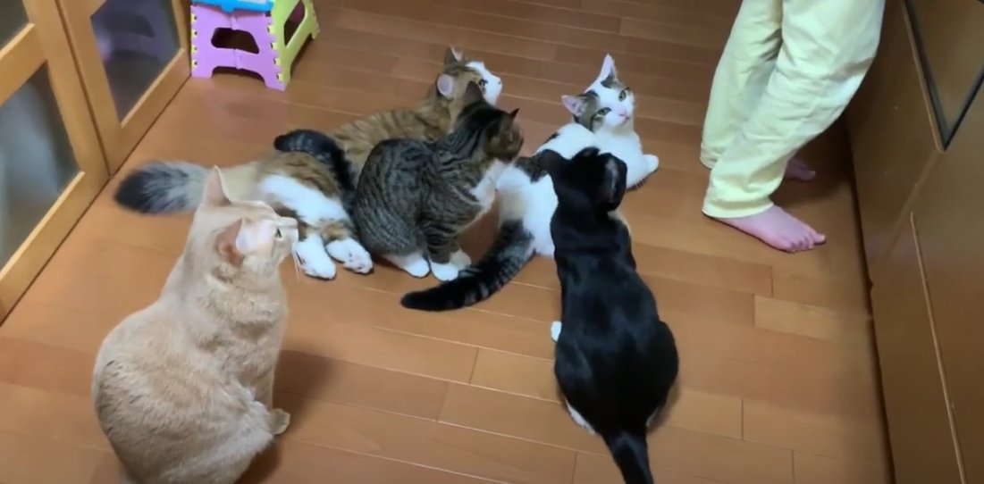 床に座っている5匹の猫