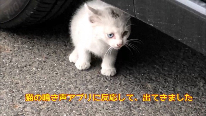 車の下から出てきた子猫