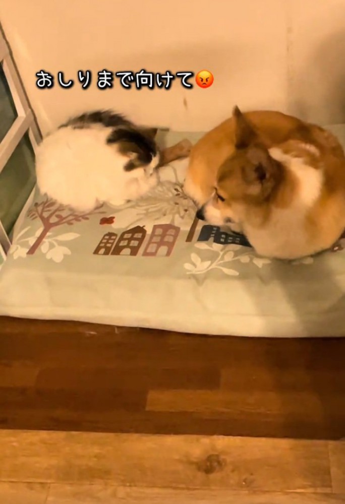 猫を見つめる犬