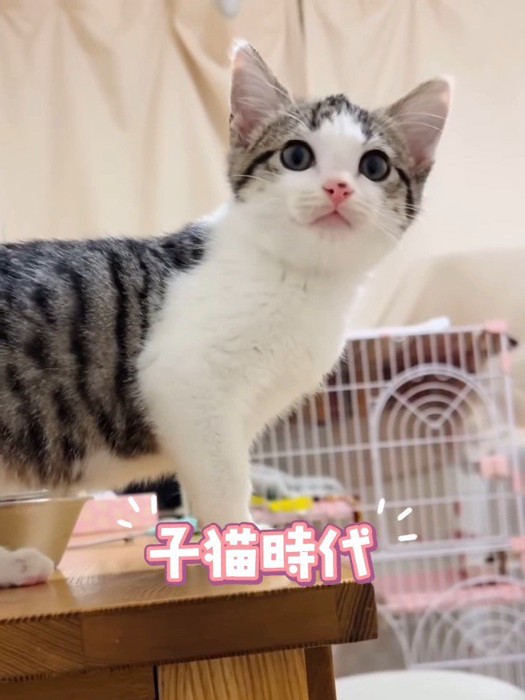 横を向く子猫