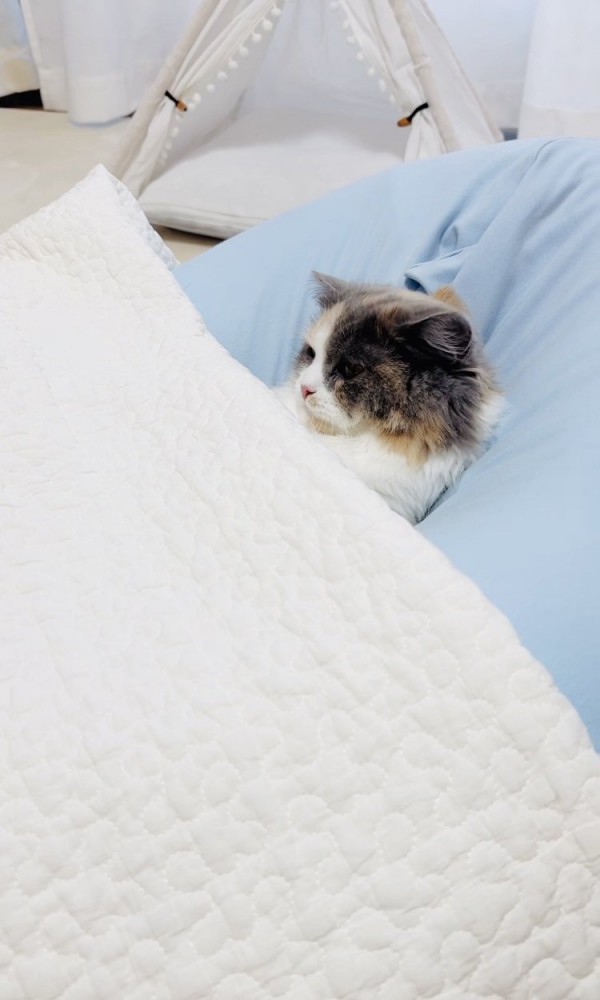 クッションでくつろぐ子猫