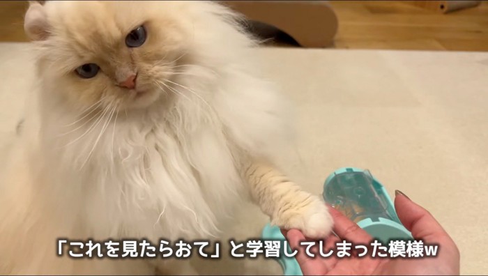 飼い主の手の上に自分の前足を置いて、首をかしげるアメリカンカール