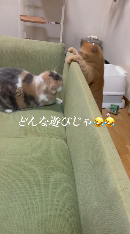 ソファの影に隠れる三毛猫