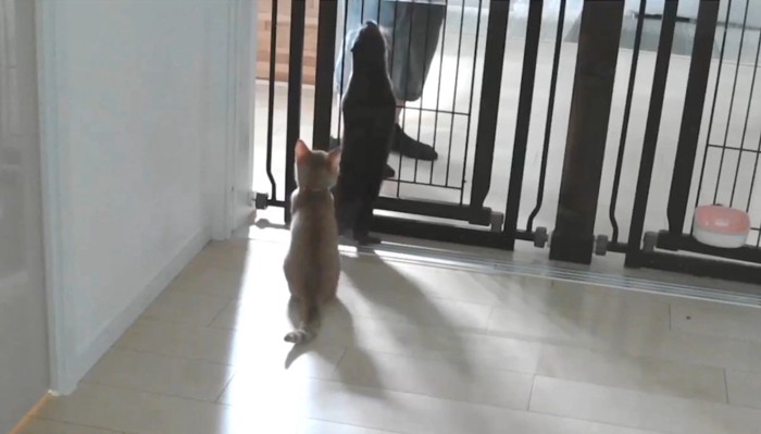 伸びるさくらちゃん