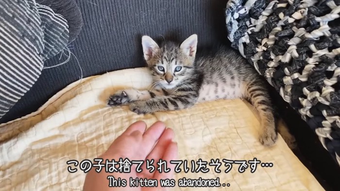 寝そべる子猫