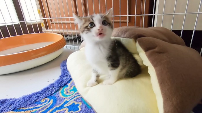 鳴く子猫