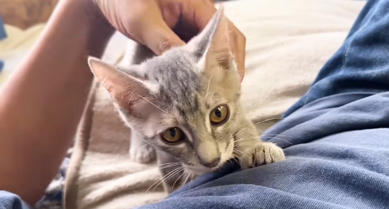 人間のおなかに乗る猫