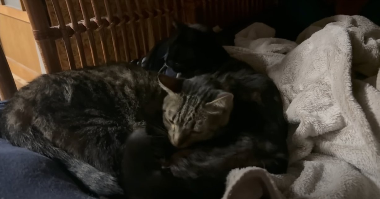 くっつくキジトラと黒猫