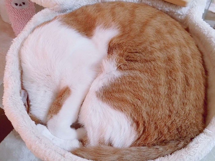 丸くなって寝る猫