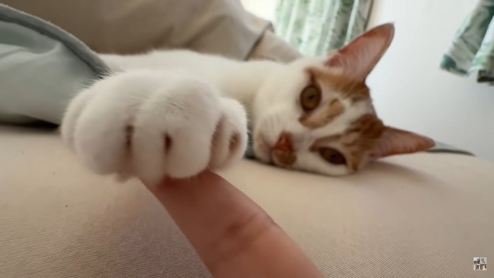 猫の手をとる人間