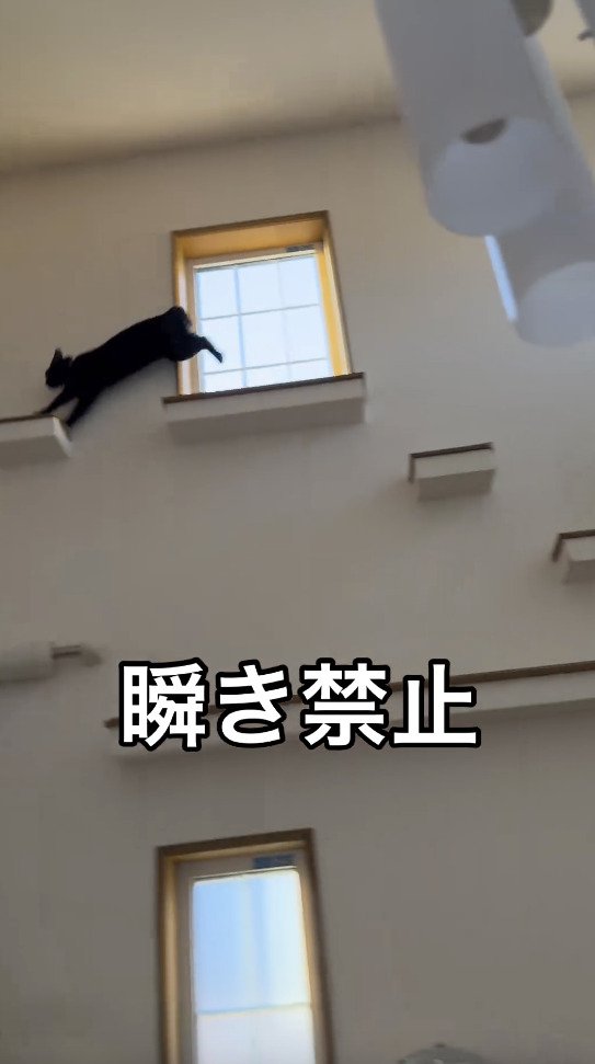 一番高い場所から次の場所に移動する猫