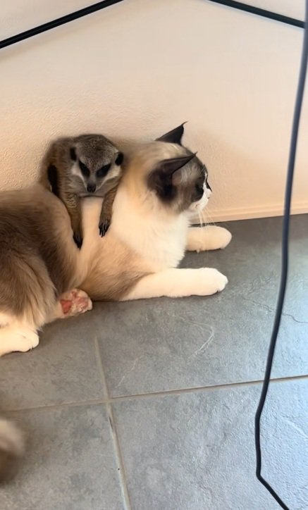 猫の上にのって動いているミーアキャット