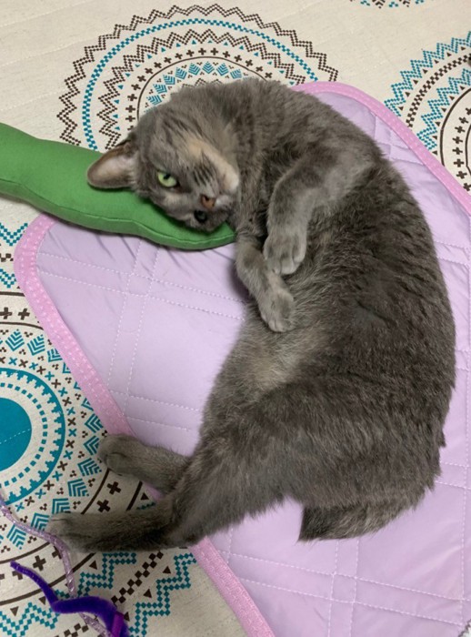 枝豆を枕にする猫