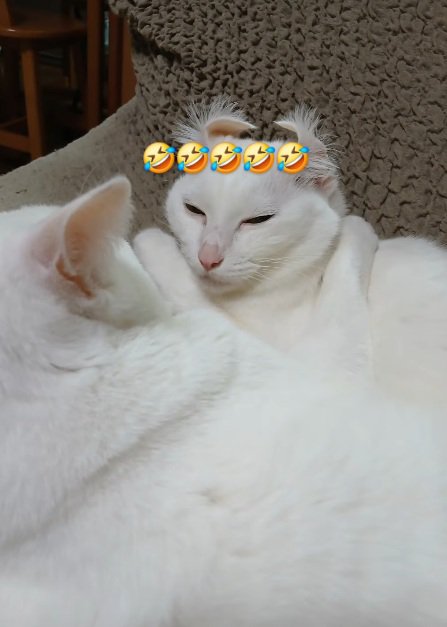 目を瞑る猫