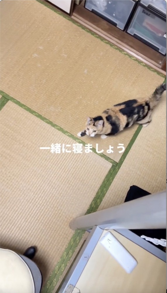 畳の上を歩く猫