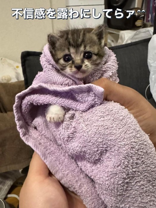 紫のタオルで包まれる子猫
