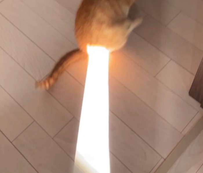 おしりに日光が当たる猫アップ