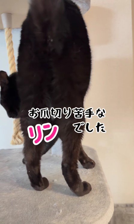立ち去る黒猫