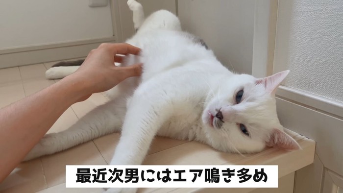 撫でられる猫