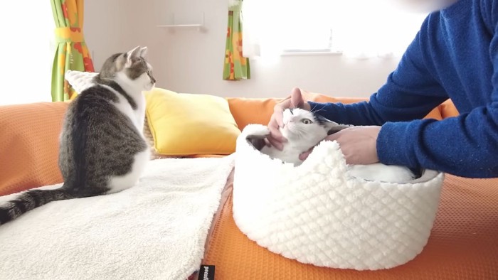 歯みがきする猫