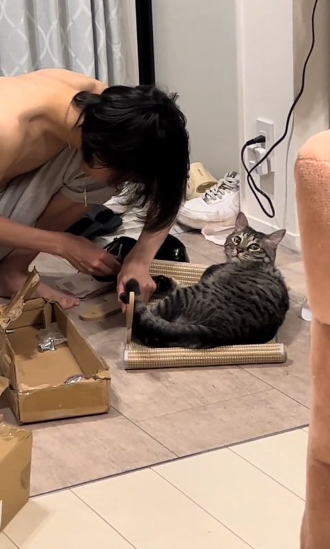 組み立て中の爪研ぎの上で横になる猫
