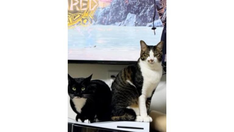 テレビ前にいる猫