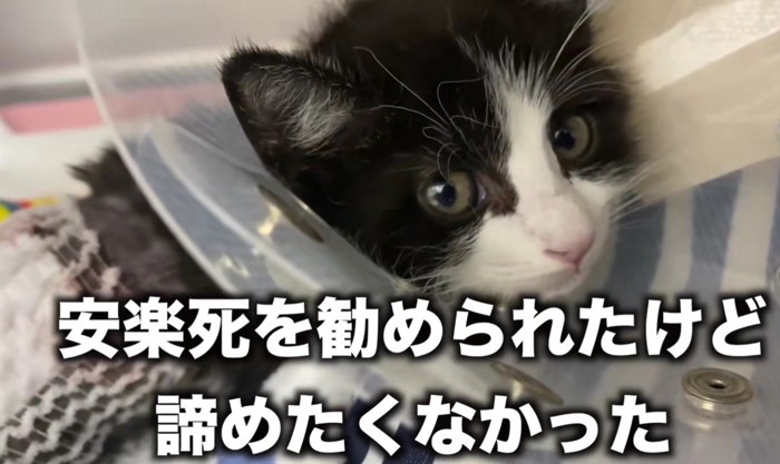 エリザベスカラーをつけた子猫