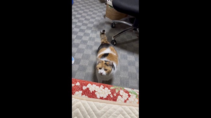 布団に入ろうとしているミケ