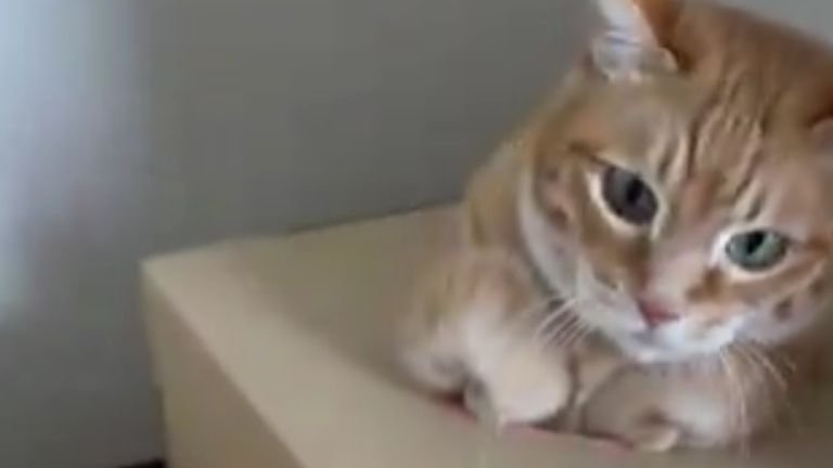 段ボールで遊ぶ猫