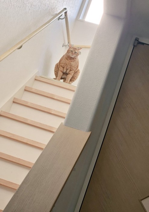 階段にいるきなこくん