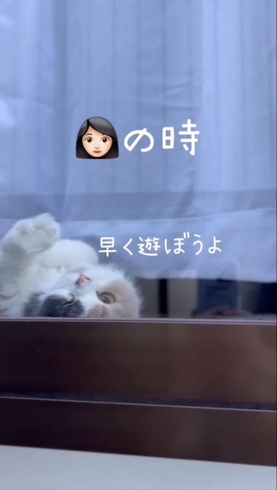 窓際からママを見つめる猫