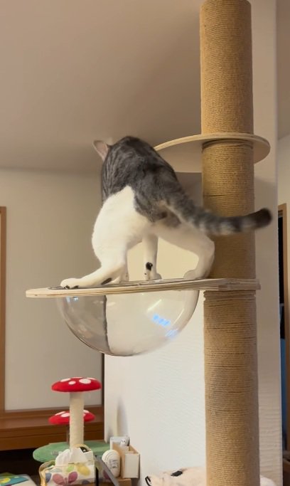 キャットタワーの上でとまどう猫