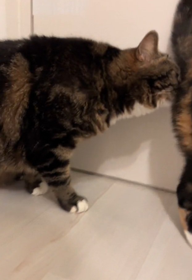 お尻の匂いを嗅ぐこたろうちゃん