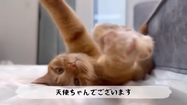 寝転がって前足を伸ばす猫