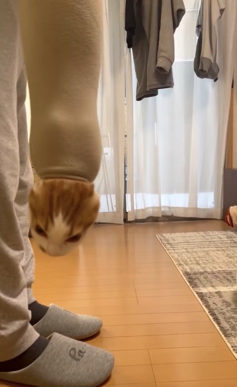 フリースの袖口から顔を出している猫