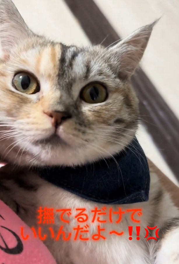 見つめる猫