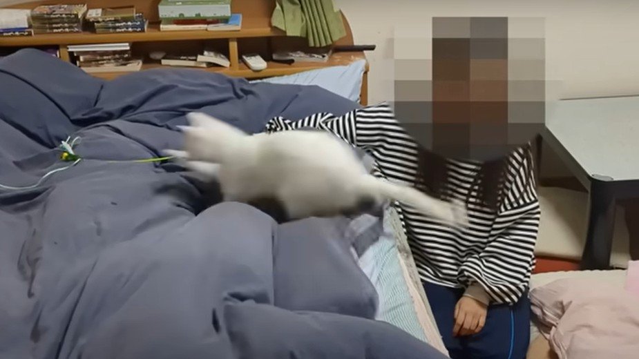 ベッドに飛び乗る猫