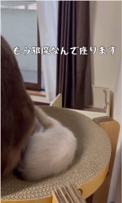 立っている大人の猫と横になっている子猫