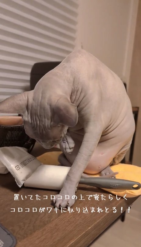 机の上にあるコロコロを見つめる猫