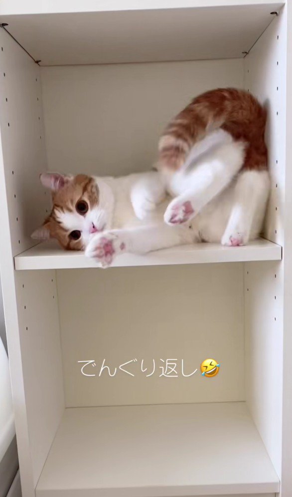 棚の中のはなちゃん