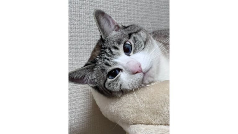 室内にいる猫